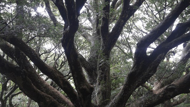 Large tree with wide thick branches