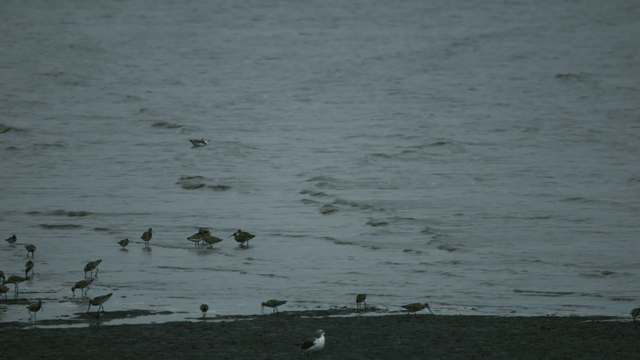 Birds foraging on a darker shoreline