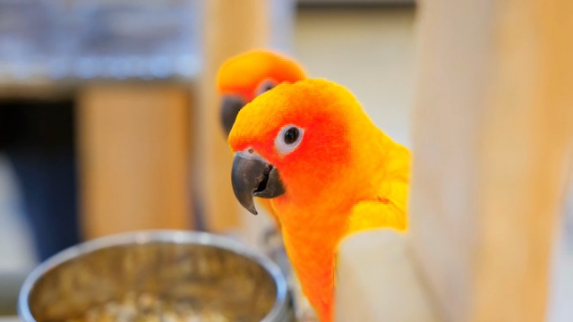 Colorful parrots near a feeding bowl