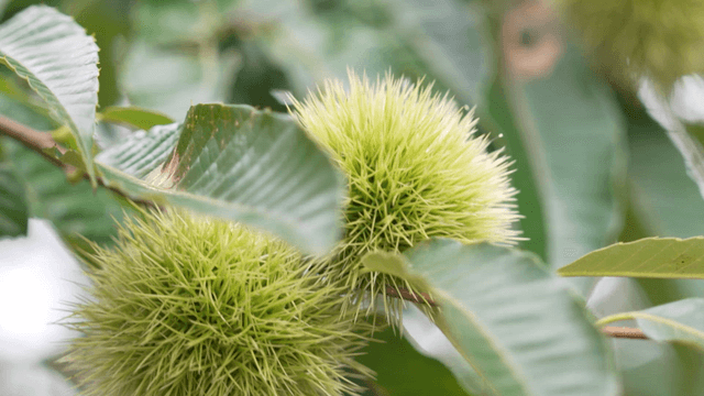 Green chestnut burrs on gently swaying branch