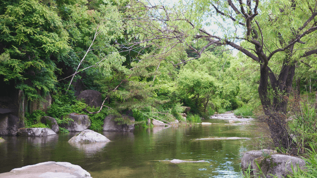 A tranquil valley surrounded by lush trees