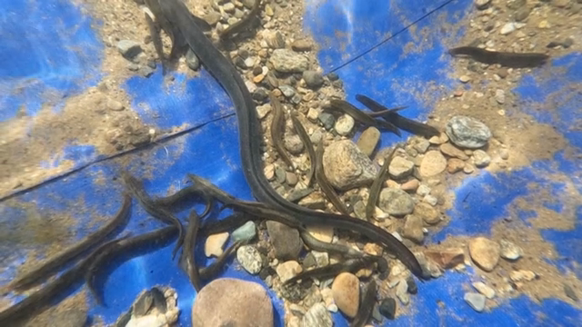 Loaches swimming among rocks underwater