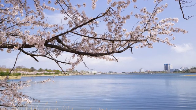 Cherry blossoms by a serene lake