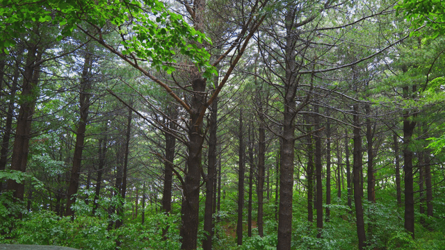 Dense forest with tall trees