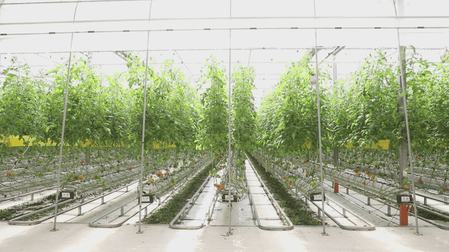 Rows of plants growing in a greenhouse