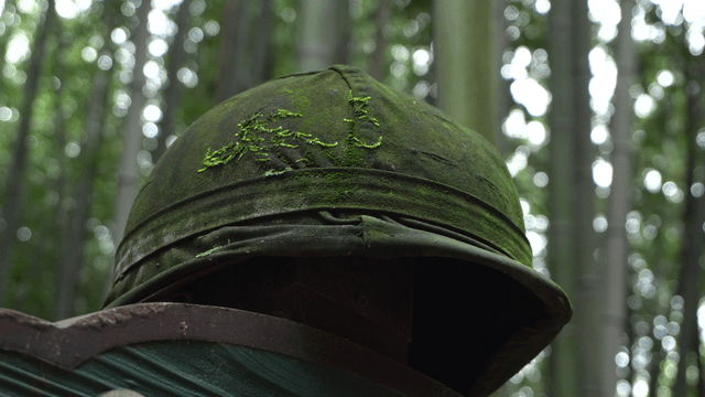 Military helmet covered with moss in bamboo forest