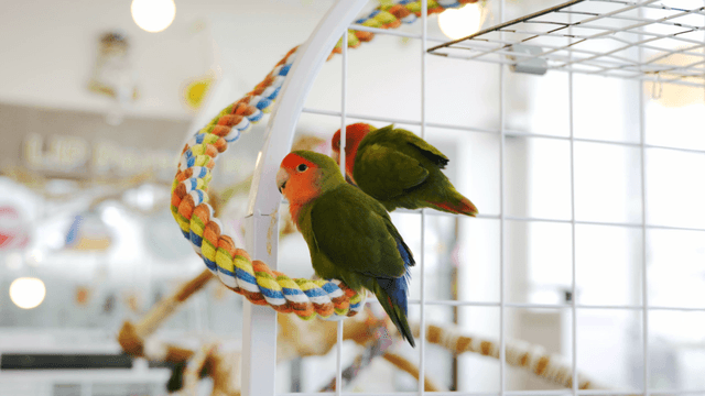 Colorful parrots playing around ropes and wire mesh
