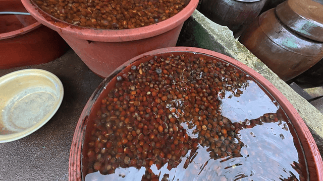 Acorns in a large water basin