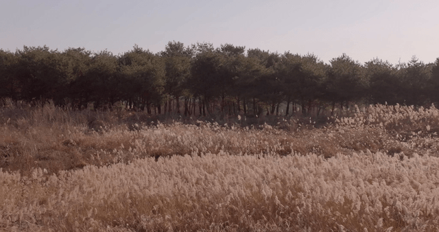 A serene field with tall silver grass and trees