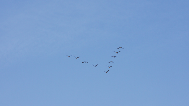 하늘에서 V자 대형으로 나는 새들