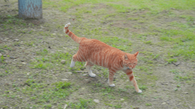 Orange tabby cat walking on grassy path