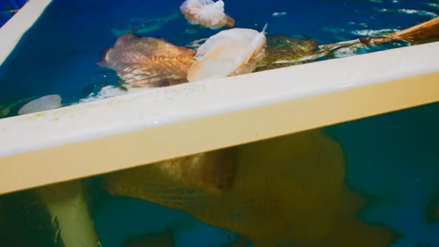 Fish being caught in a net in a tank