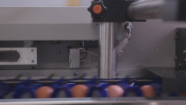 Eggs moving along conveyor belt in factory