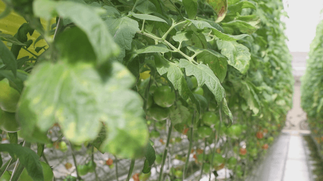 Green tomato plants in a greenhouse