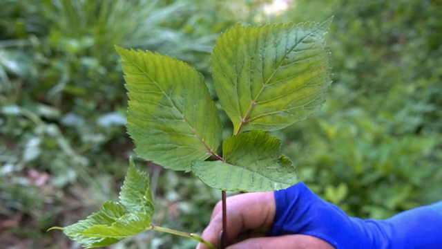A hand holding pimpinella brachycarpa in a forest