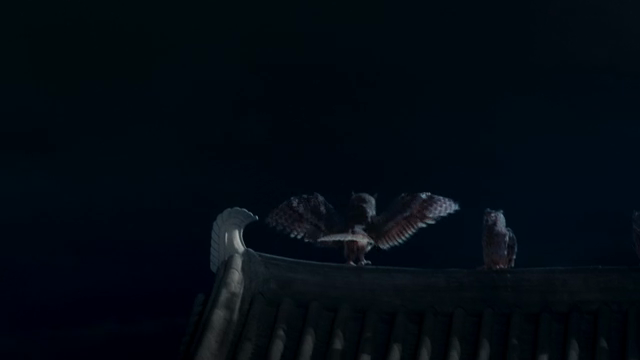 Owls perched on a rooftop at night