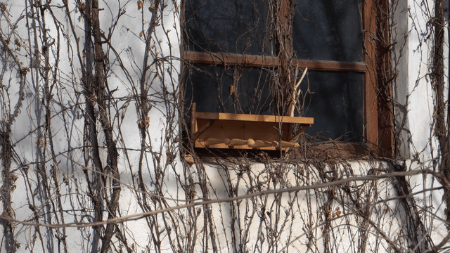 Wooden shelf beneath a house window covered with dry vines