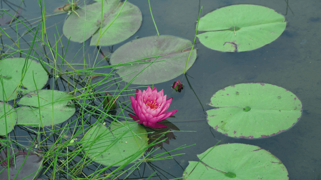 Pink lotus flower in a calm pond