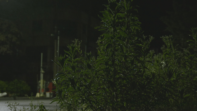 Plants glistening with raindrops under night light