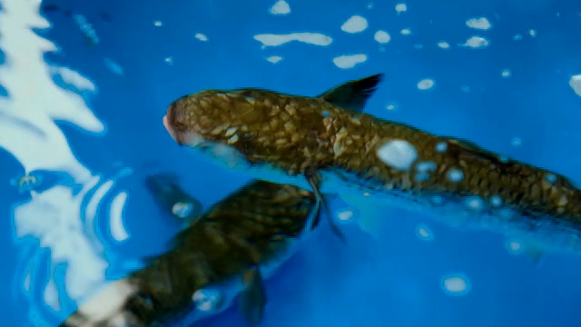 Fish swimming in a clear aquarium