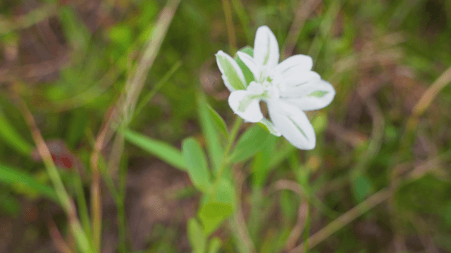 White flowers blooming in grassy field