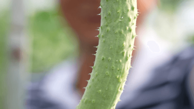 Close-up of fresh green cucumber