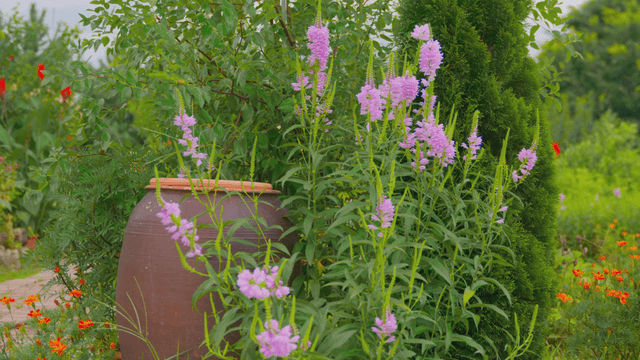 Garden with blooming purple flowers
