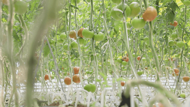 Tomatoes growing in a greenhouse