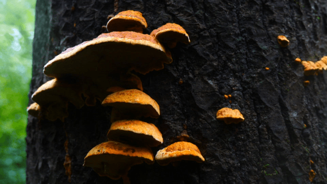 Mushrooms growing on a tree trunk