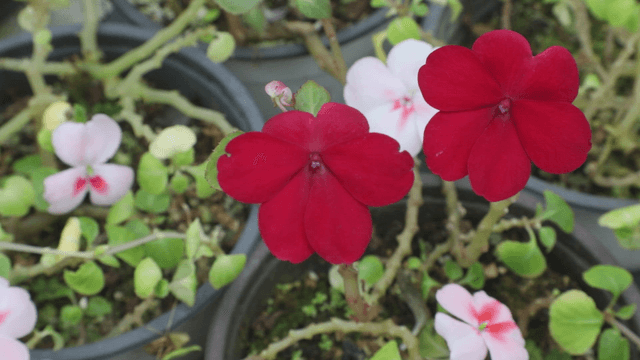 Vibrant red flowers in a garden