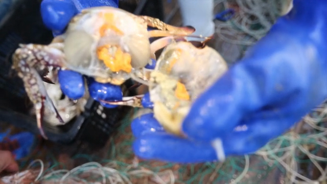 Freshly caught crabs being prepared