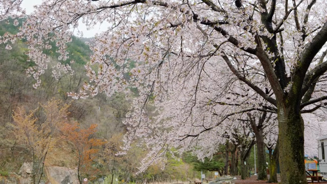 Cherry blossoms in full bloom along a path