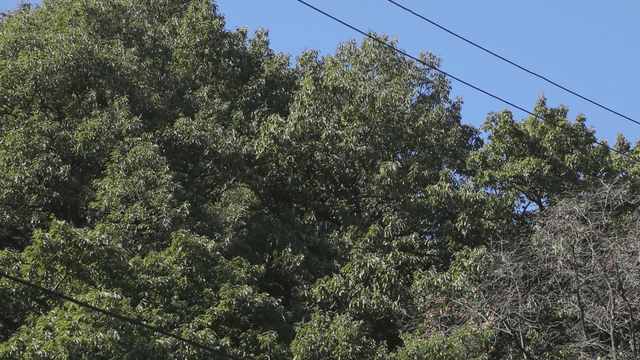 Lush green trees under a clear blue sky