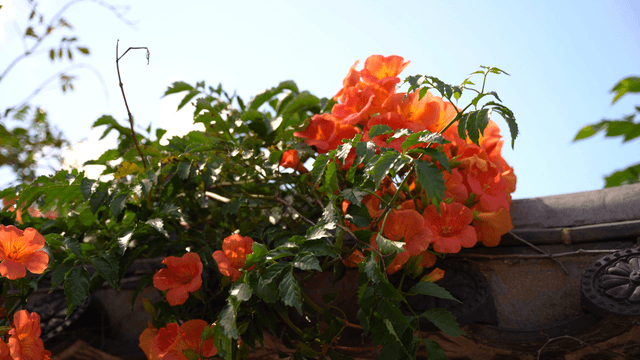 Vivid orange trumpet flowers on sunny day