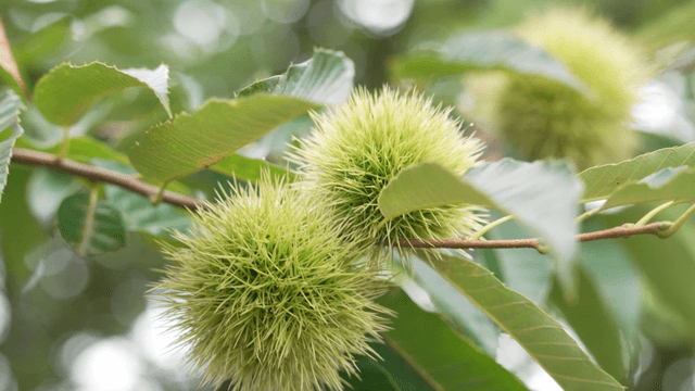 Green chestnut burrs on swaying summer branches