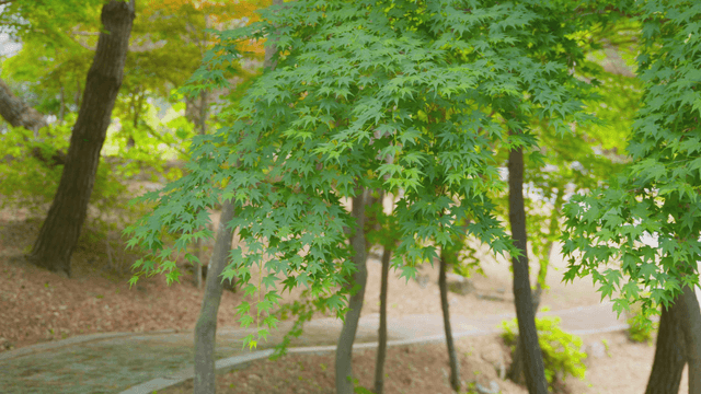 숲길에 있는 푸른 잎들