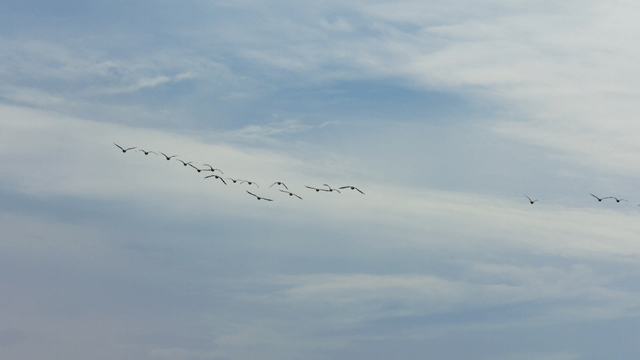 푸른 구름 낀 하늘을 나는 새 떼