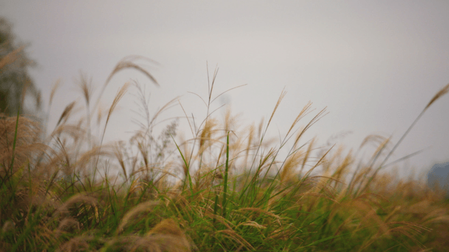 Tall autumn silver grass swaying gently in the wind