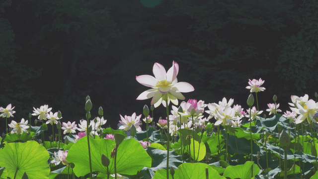 Lotus flowers blooming in a lush pond