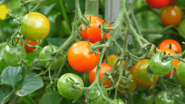 Ripe and unripe tomatoes on the vine