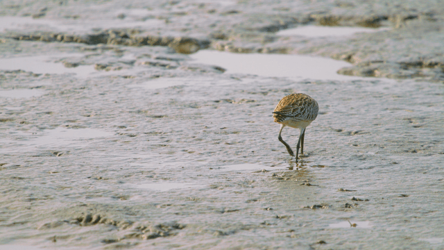 Sandpiper walking along the muddy shore in search of clams
