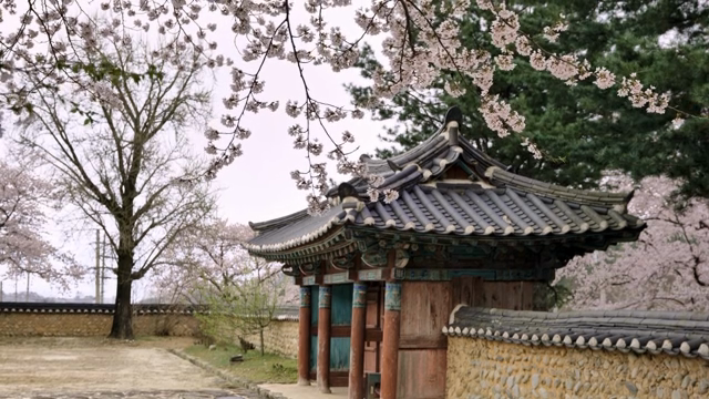 Traditional Korean house with cherry blossoms
