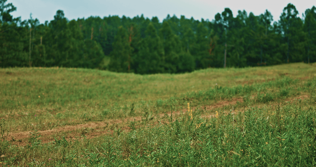 A serene grassy field with lush trees