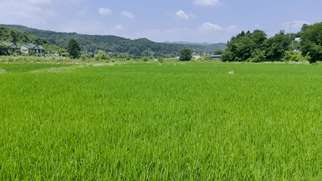 초록 벼들이 넓게 펼쳐진 논