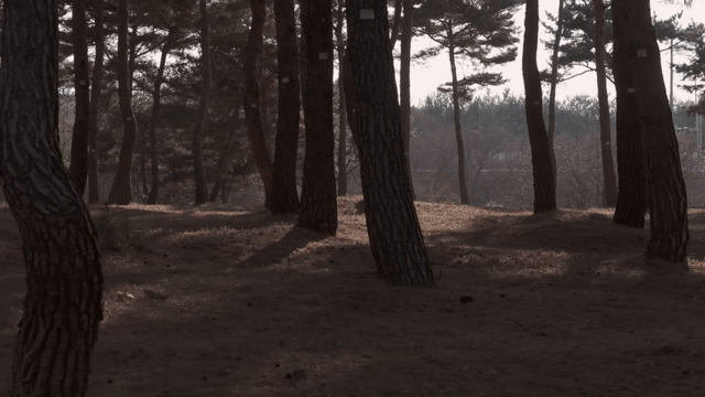 A tranquil forest with tall trees