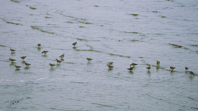 Sandpipers splashing in the shallow shore