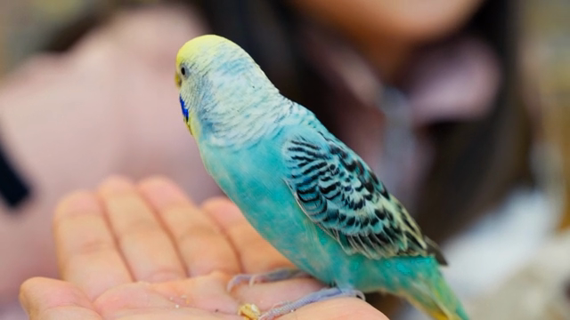 A colorful parakeet perched on a hand
