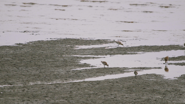 Birds busily foraging on the muddy shore