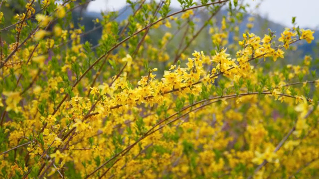 Yellow forsythia blooming in spring