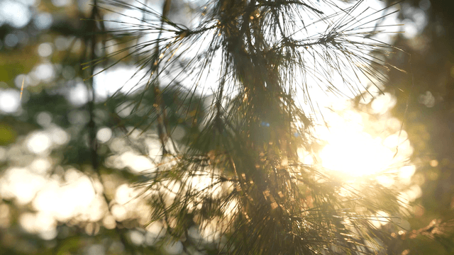 Sunlight filtering through pine needles